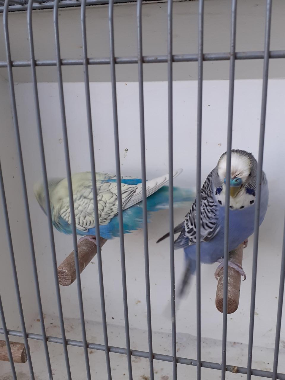 Koppels grasparkieten van 2025