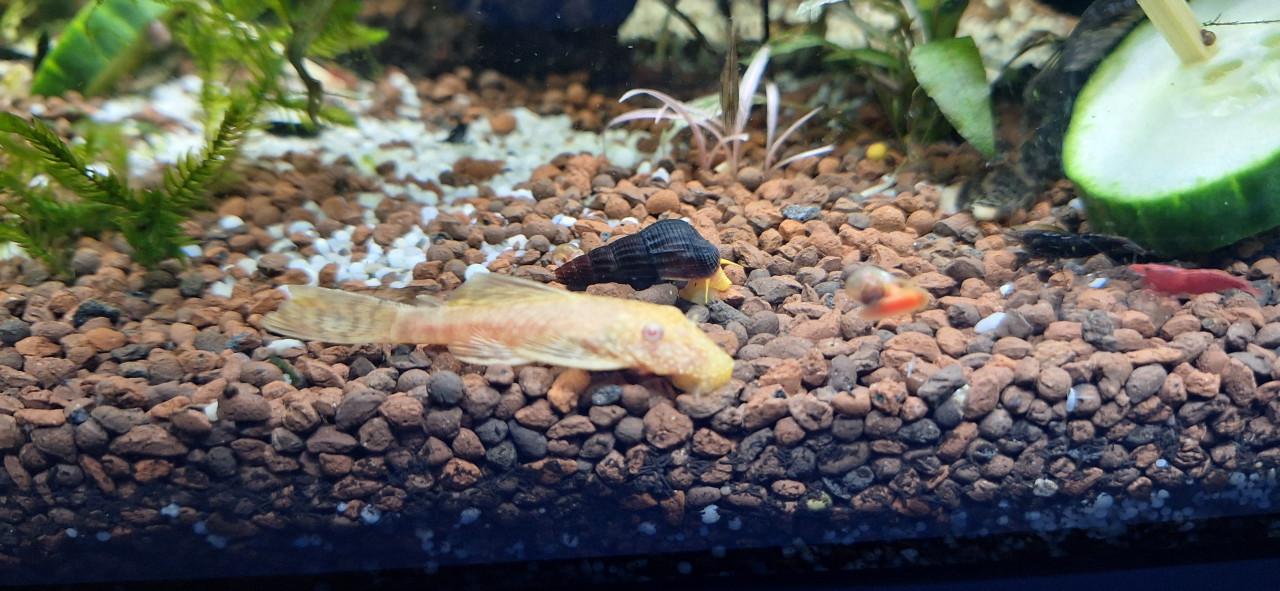 Ancistrus