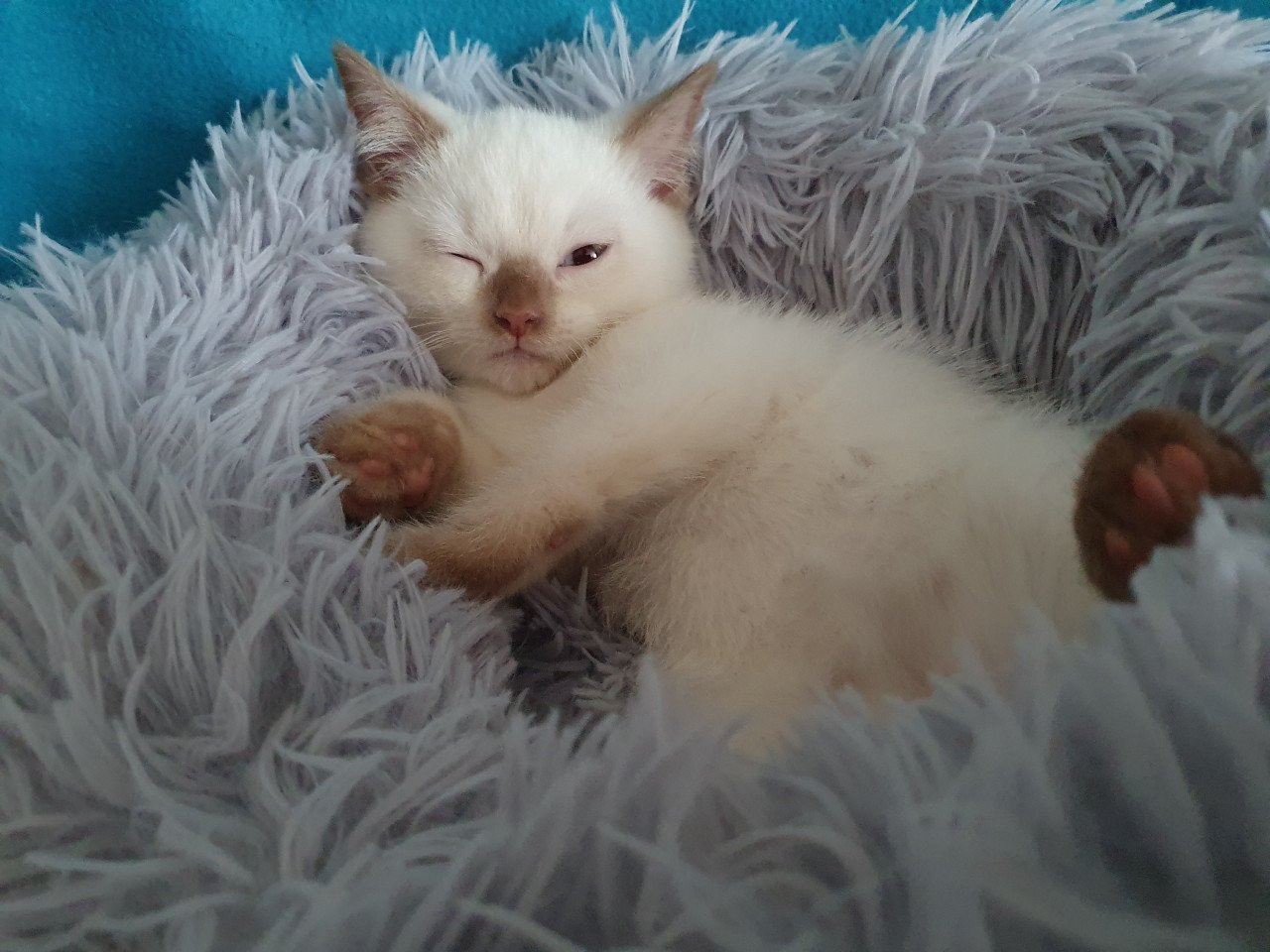 Britse korthaar kittens