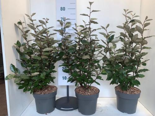 Olijfwilg compacta potgekweekte haagplanten 60-80 cm