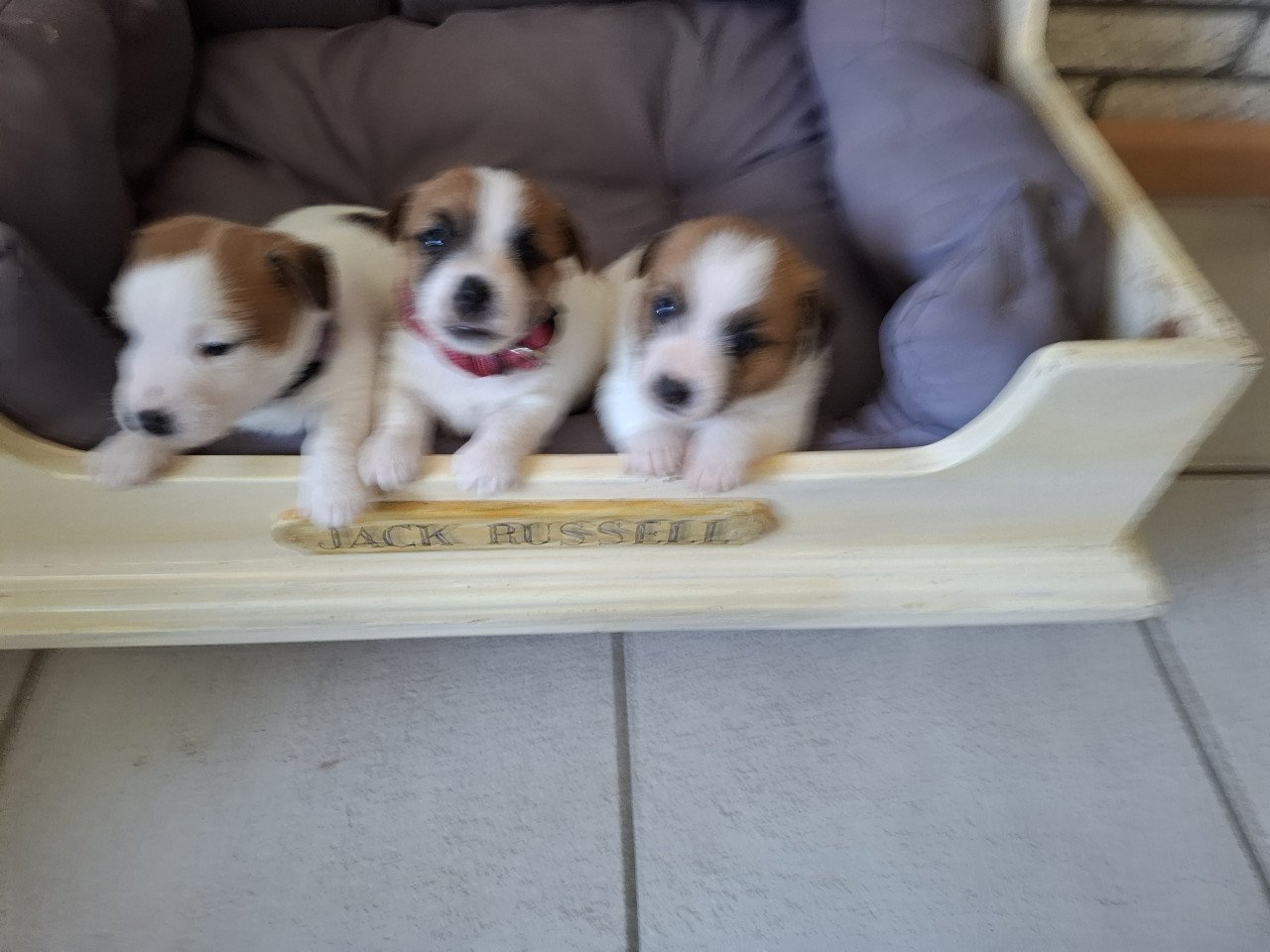 Jack Russell Puppy's