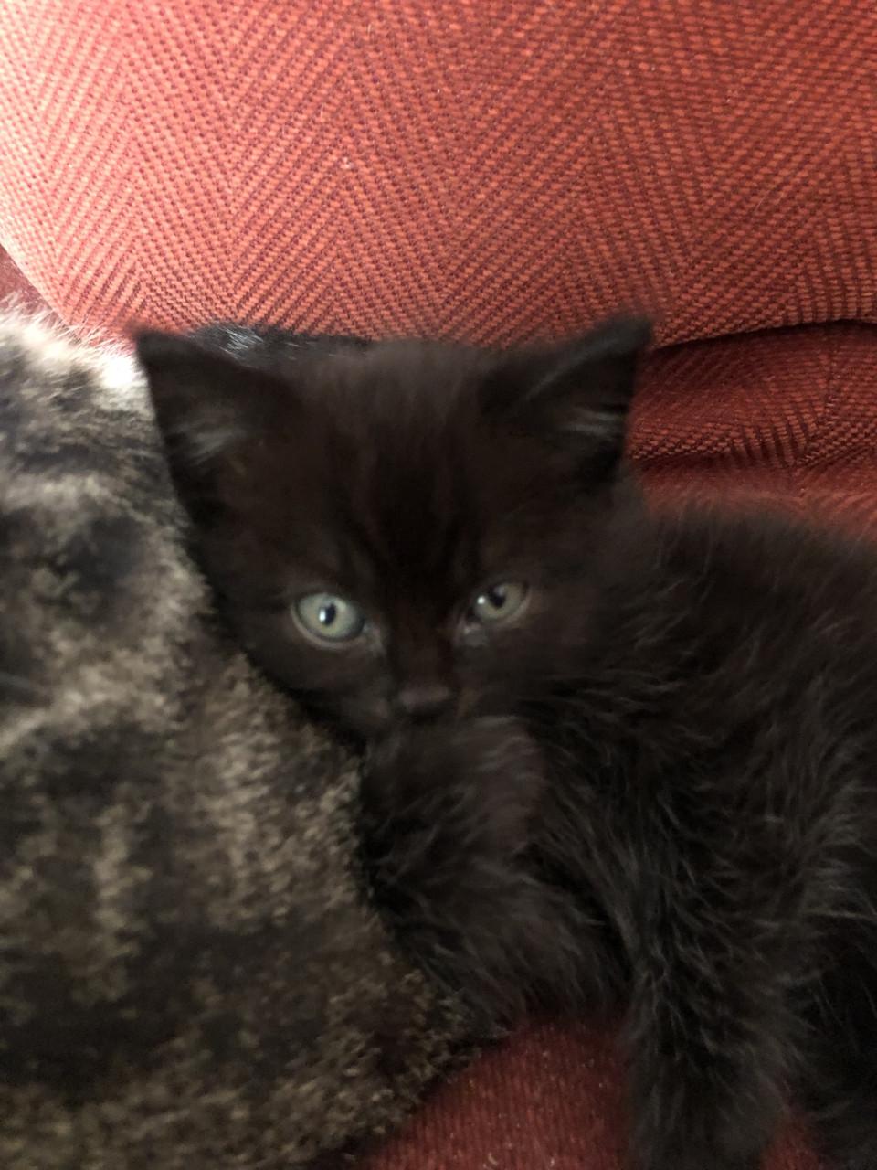 Lieve kittens