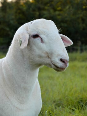 Nolana vleestype stamboek schapen /lammeren zwoeger-, scrapievrij