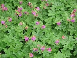 Wilde geraniums, bodembedekker, vaste plant