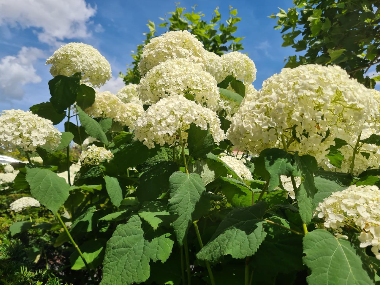 Hortensia Annabelle