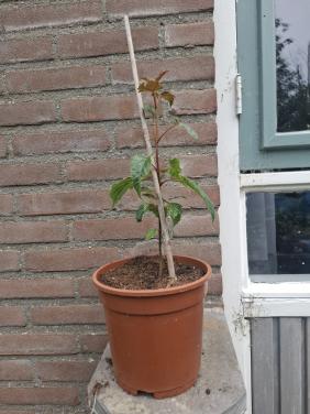 Bijzondere Slangenhuid Esdoorn