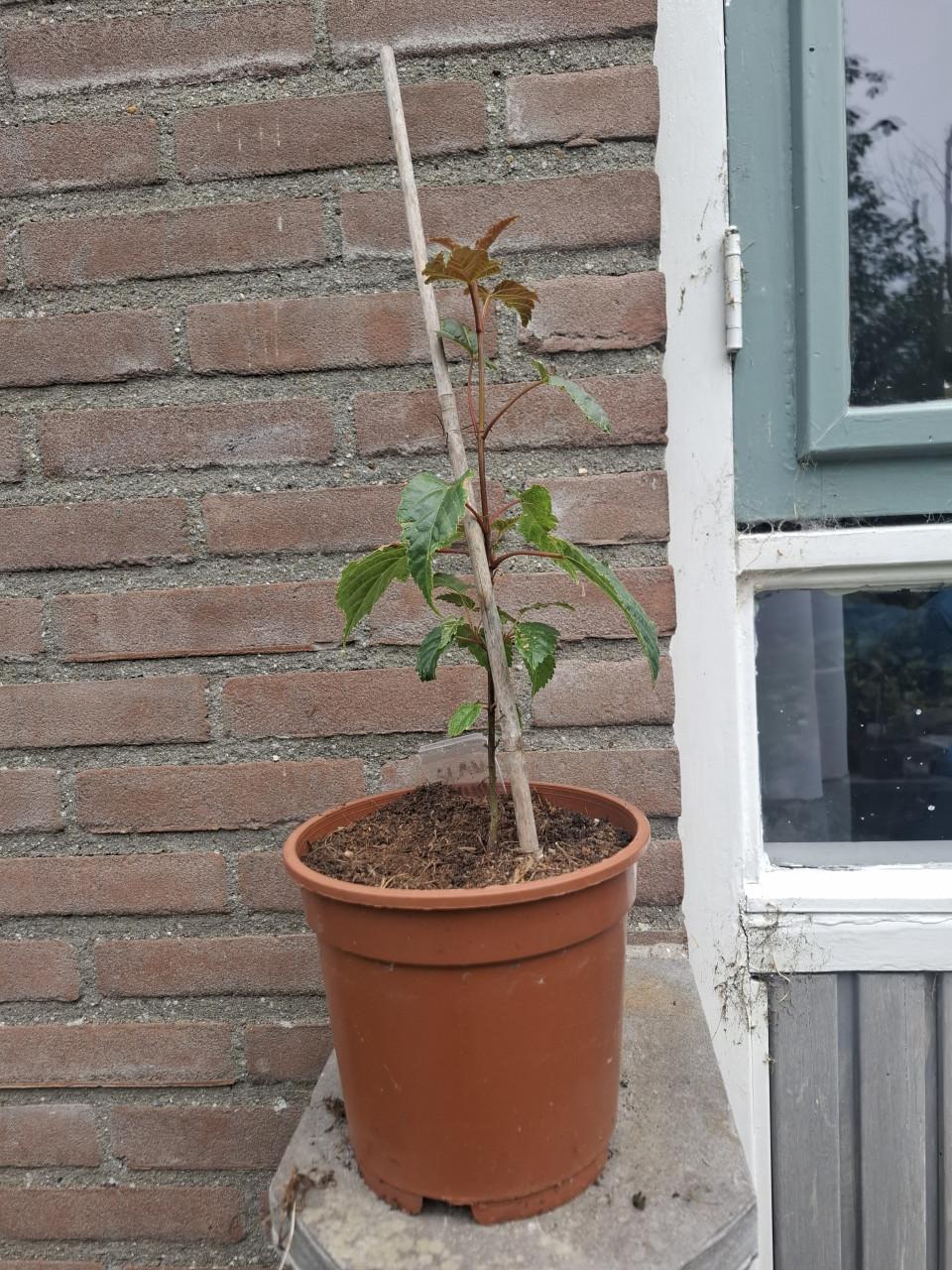 Bijzondere Slangenhuid Esdoorn