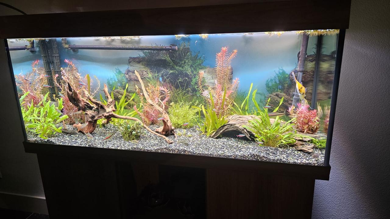 Compleet Juwel Rio 240 Aquarium