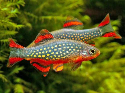 Galaxy rasbora