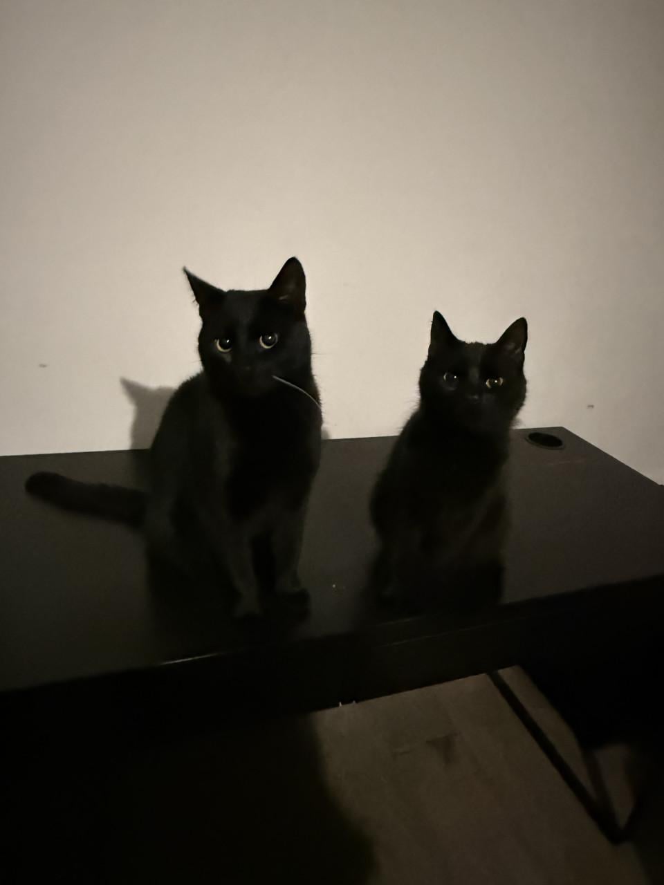 Binx 8 maanden zoekt gouden mand