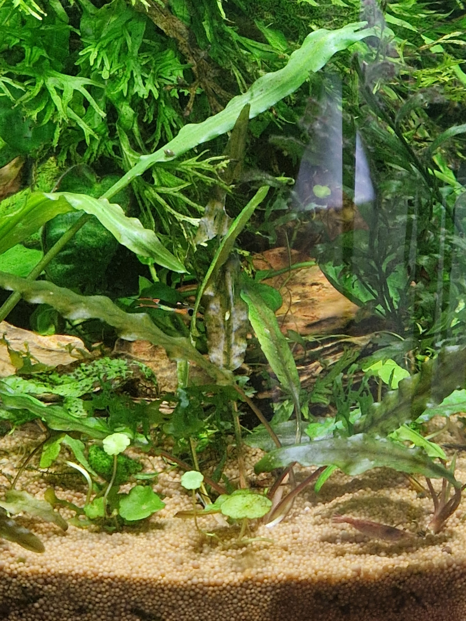 Tetra aqua art 60 liter met garnalen en planten en guppen.