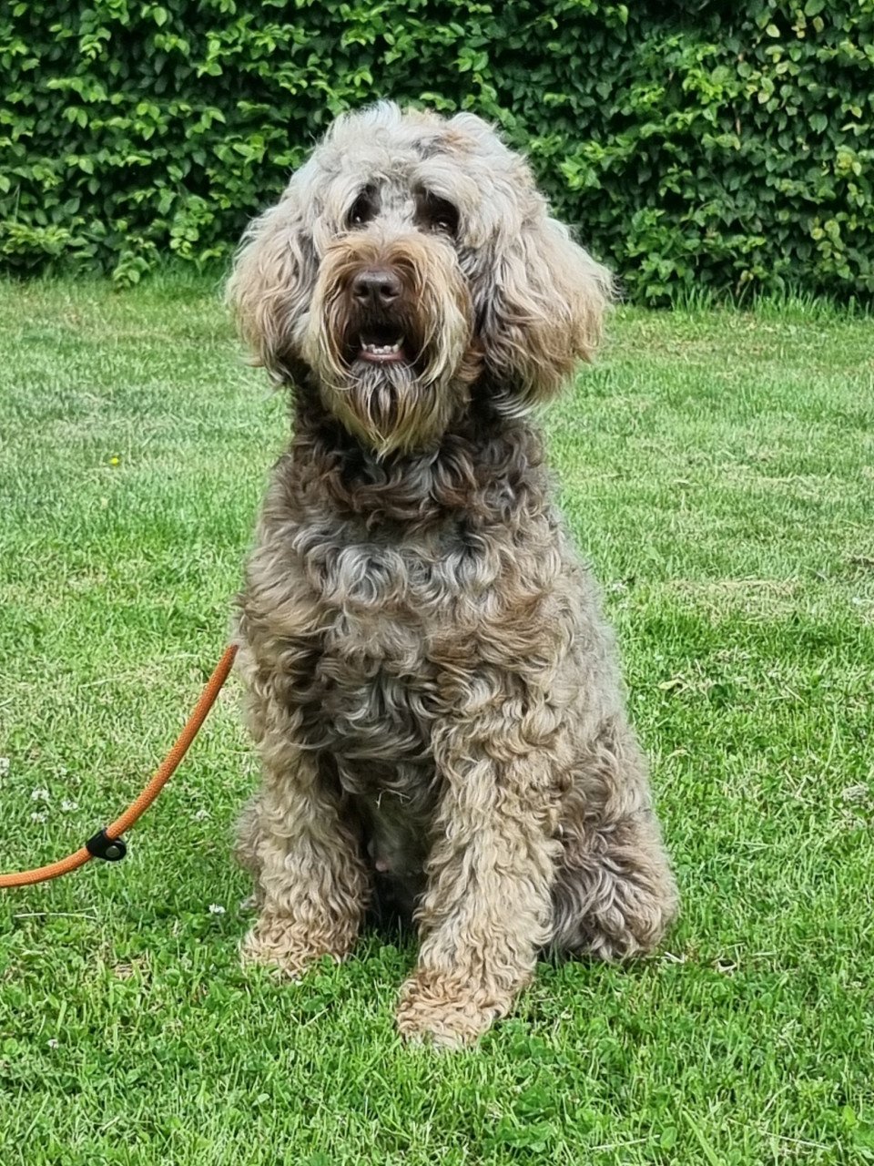 Labradoodle