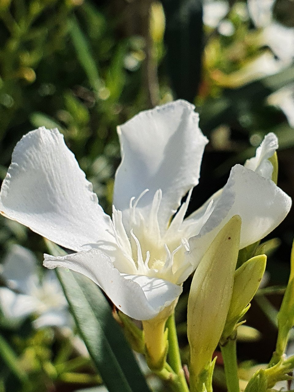 Toscaanse jasmijn, oleanders en meer