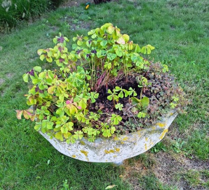 Klassieke pot