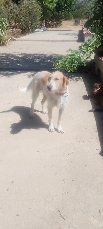 Alora Dog Rescue: Effie, wie geeft haar een thuis