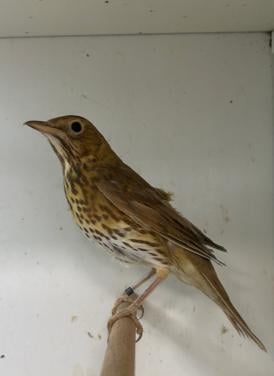 0-2 zanglijster bruin