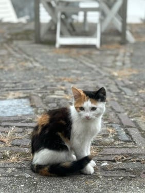 Poesje lapjeskat ontwormt zindelijk 3,5 maand