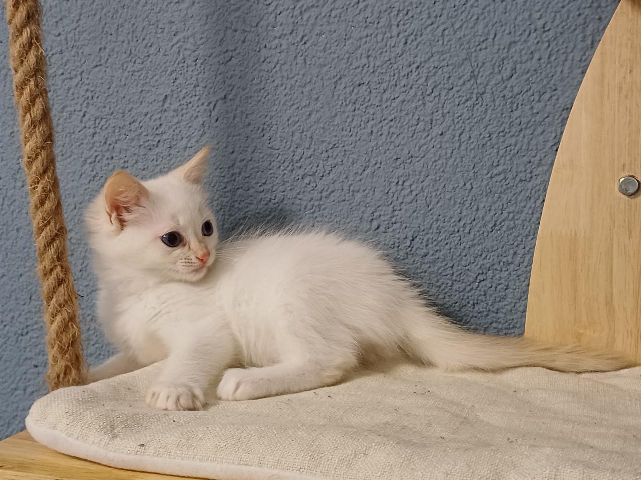 Super leuke Ragdoll kittens met stamboom beschikbaar.
