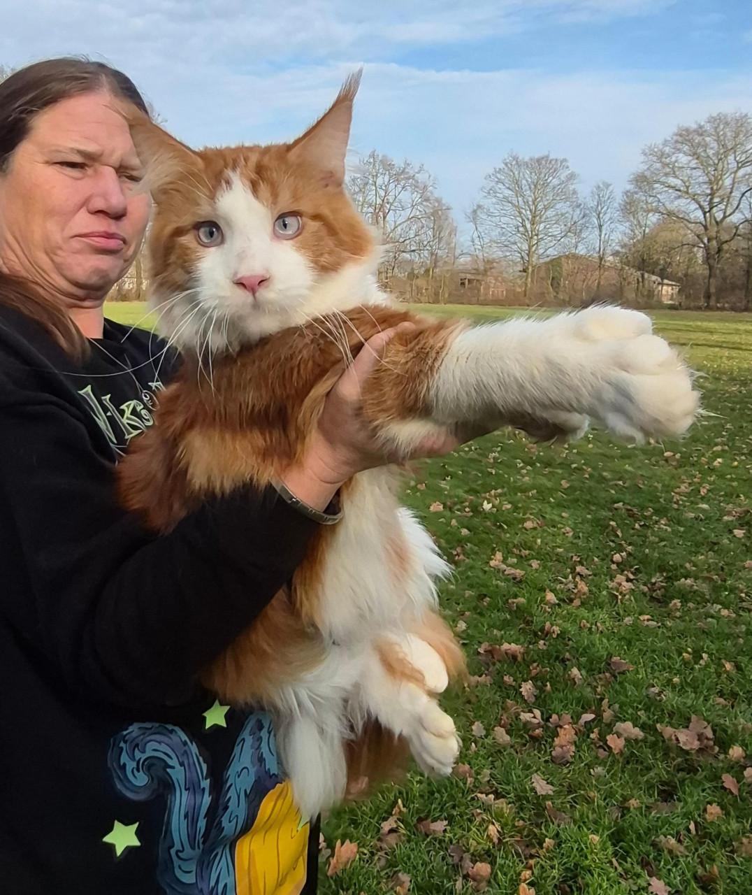 Maine coon dekkater, blauw oog, polydactyl(ntk)