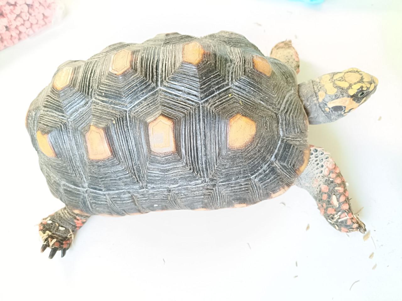 Testudo carbonaria vrouw volwassen