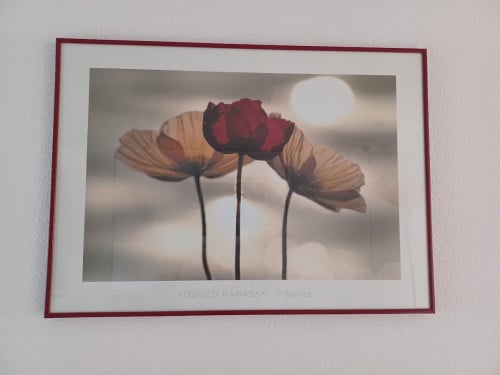 Poster in lijst IJslandse klaprozen