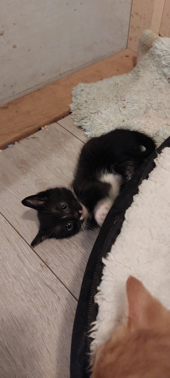 Kittens