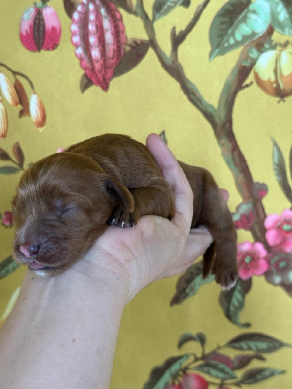 🐾 Labradoodle pupjes, geboren 5 februari, zoeken straks een warm thuis 🐾