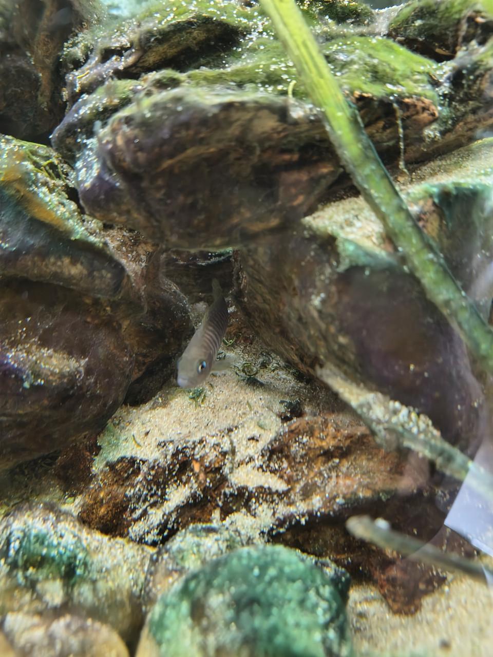 Lamprologus multifasciatus