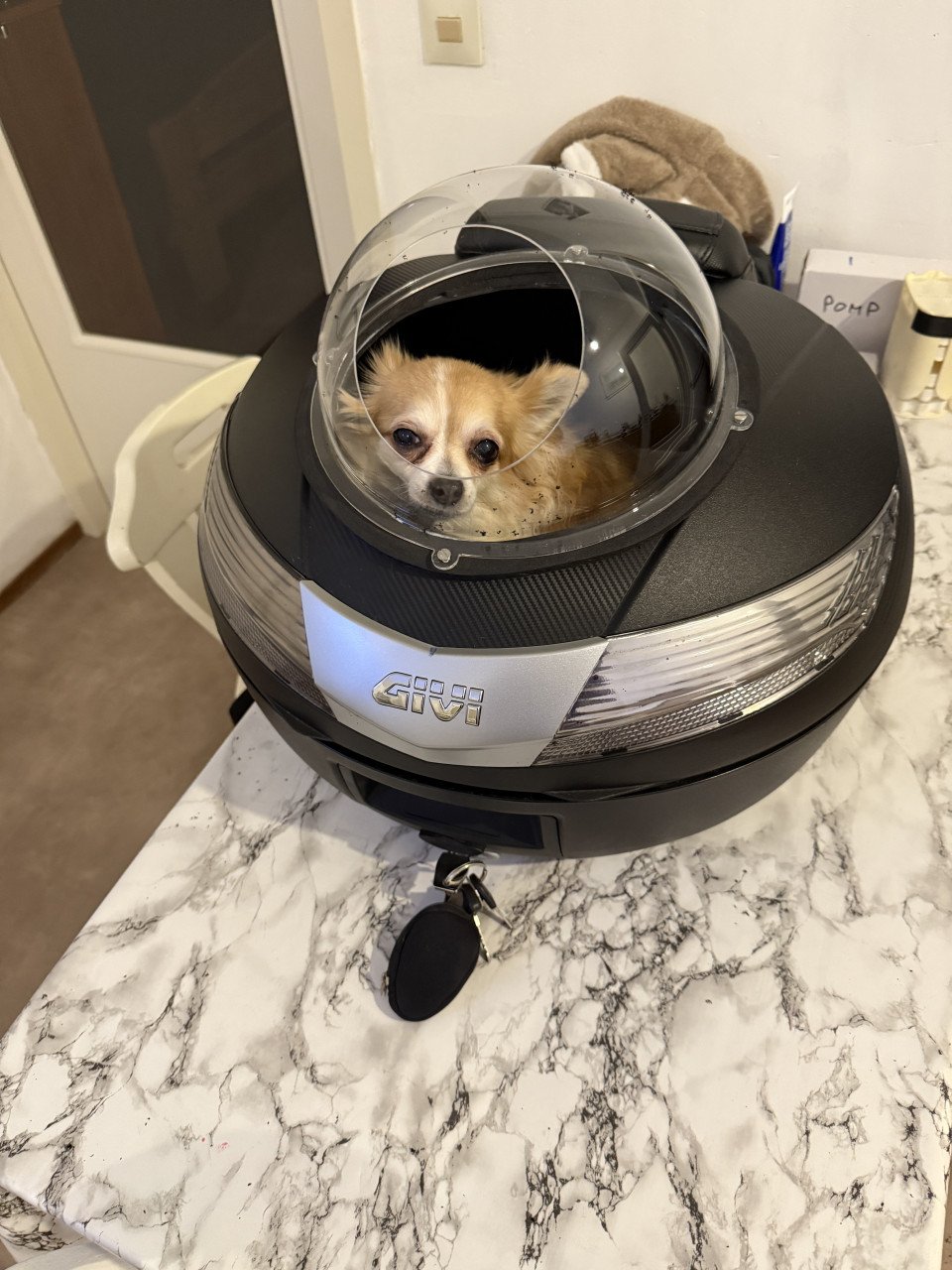 Motor top koffer Givi voor kleine hondje