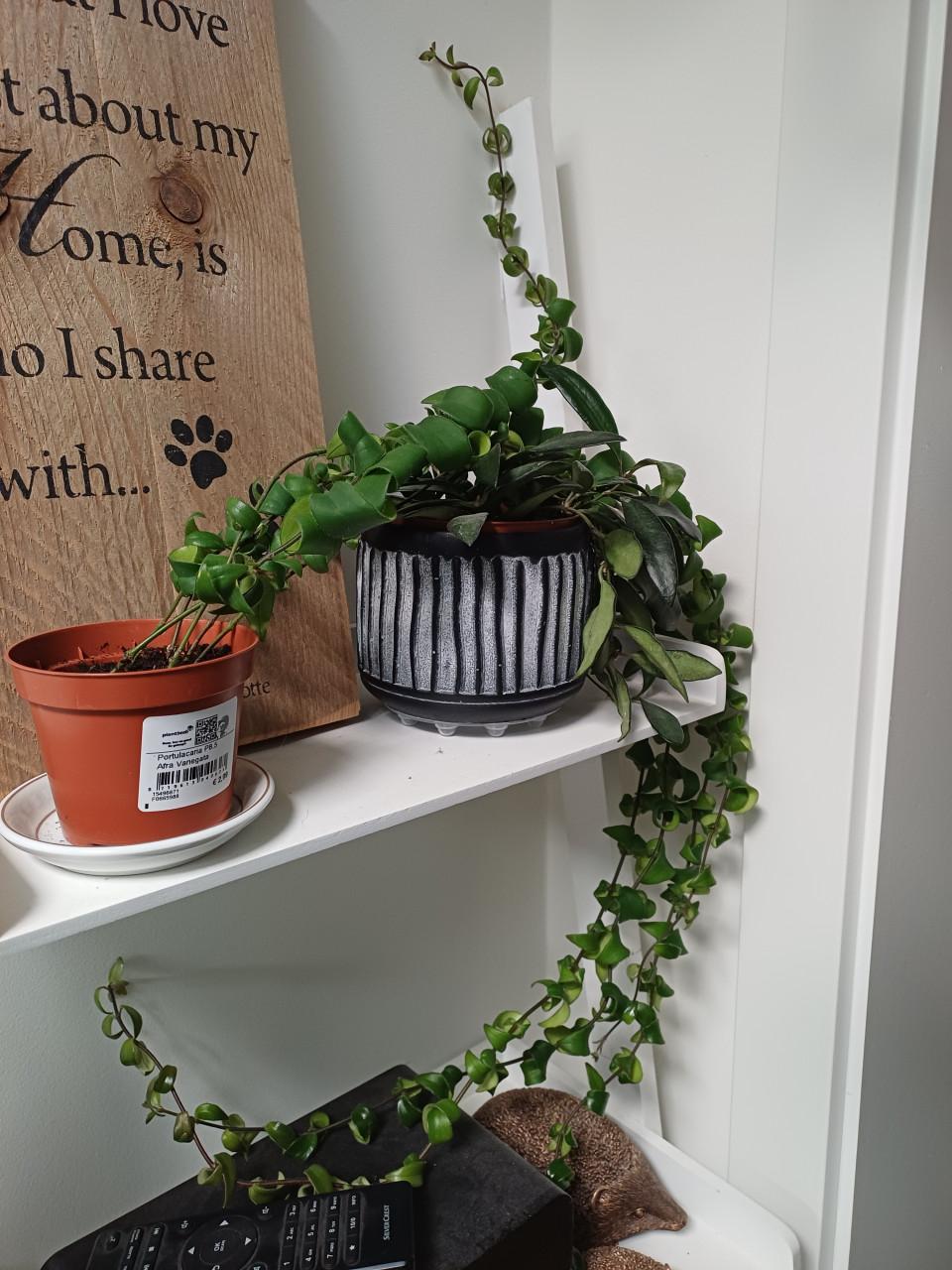 Mooie, jonge LIPSTICKplant (Aeschynanthus) met 6 scheuten