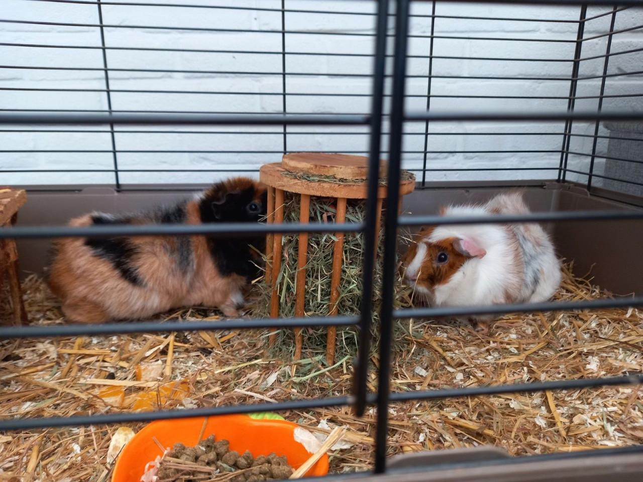 Cookie en muffin zoeken een gouden huisje