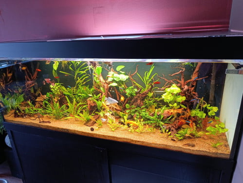 Jewel aquarium compleet met planten, hout en vissen