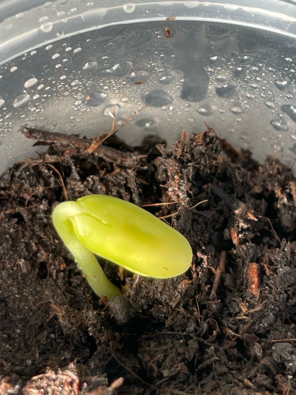 Zaadjes Slaapboom en stekjes