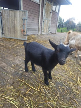 Onze lieve geitjes zoeken een nieuw thuis!