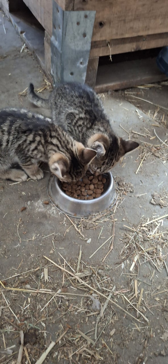 Lieve kittens te koop