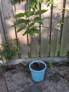 Jonge Catalpa (trompetboom)