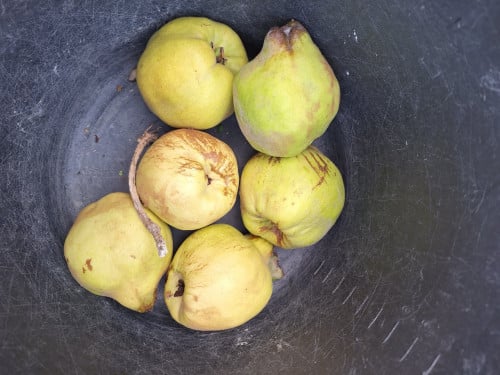 Kweeperen, biologisch