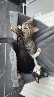 Bilou en Bailey zoeken een goud mandje