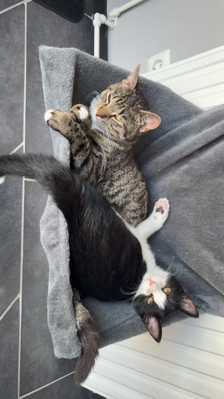 Bilou en Bailey zoeken een goud mandje