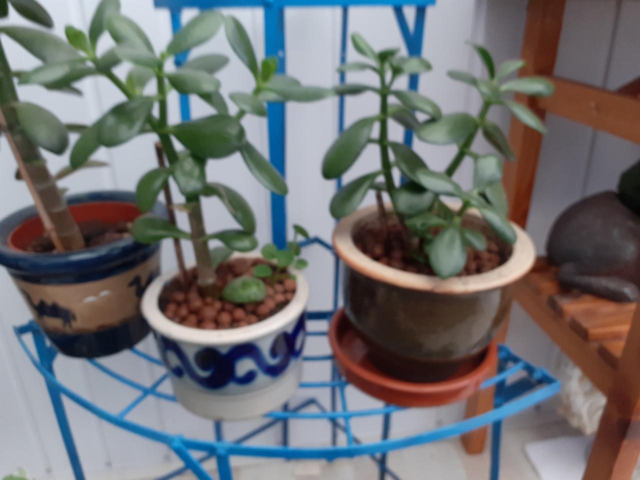 Planten