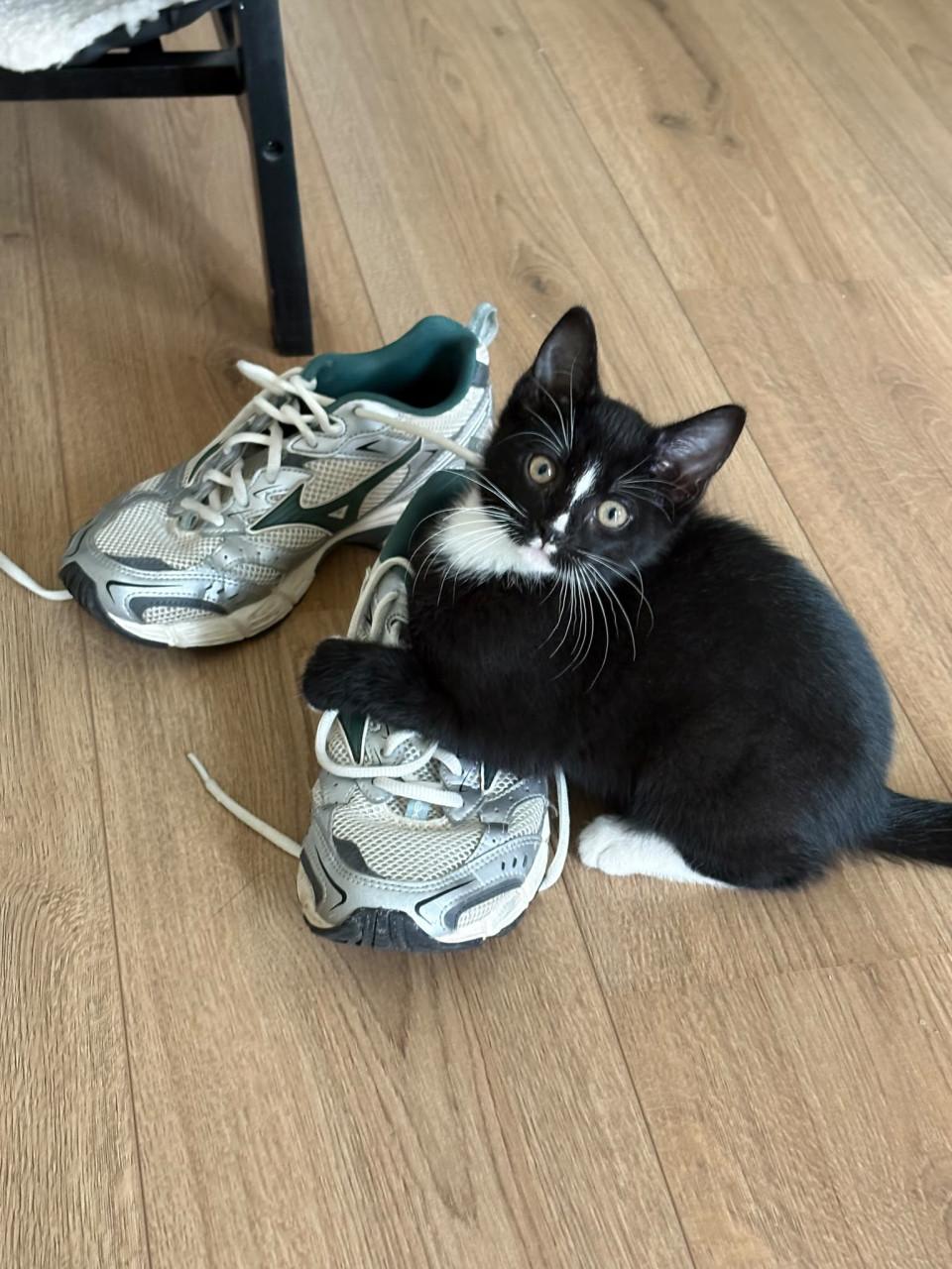 Super lieve kittens