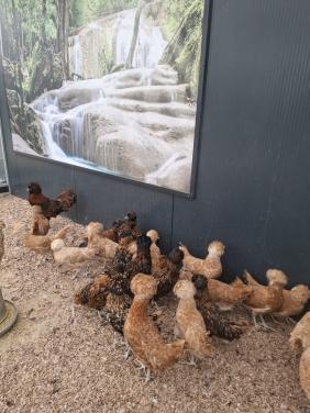 Er zijn weer nieuwe padua, zijdehoen, hollands kuifhoen, cochins en brahma