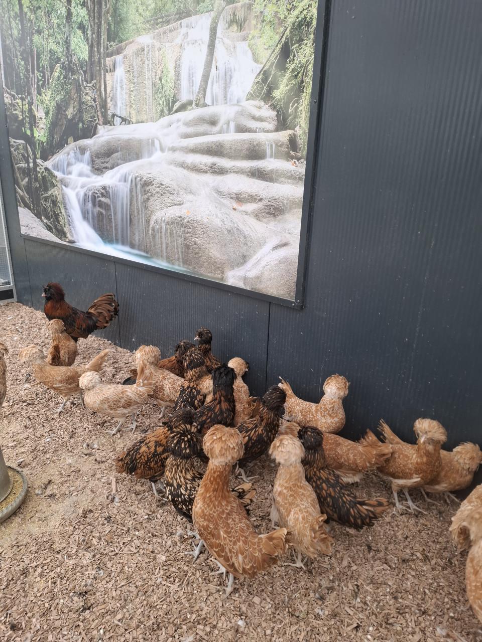 Er zijn weer nieuwe padua, zijdehoen, hollands kuifhoen, cochins en brahma