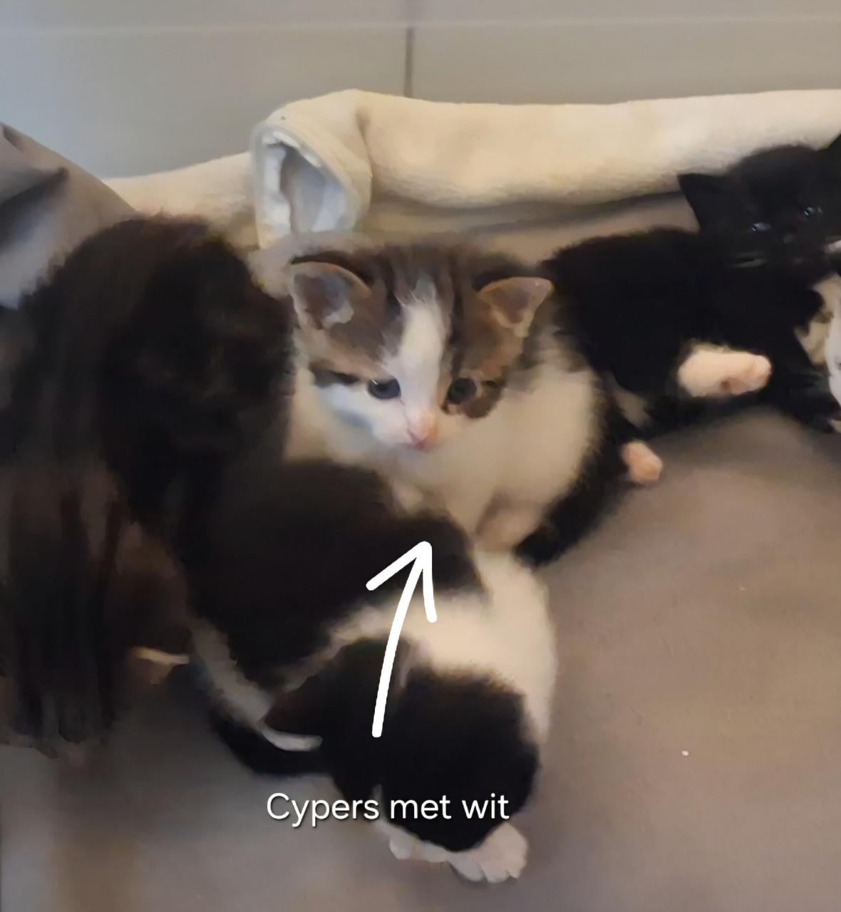 Nog 3 kittens over