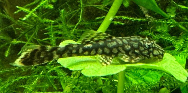 Wabenmuster L519 (Honeycomb)