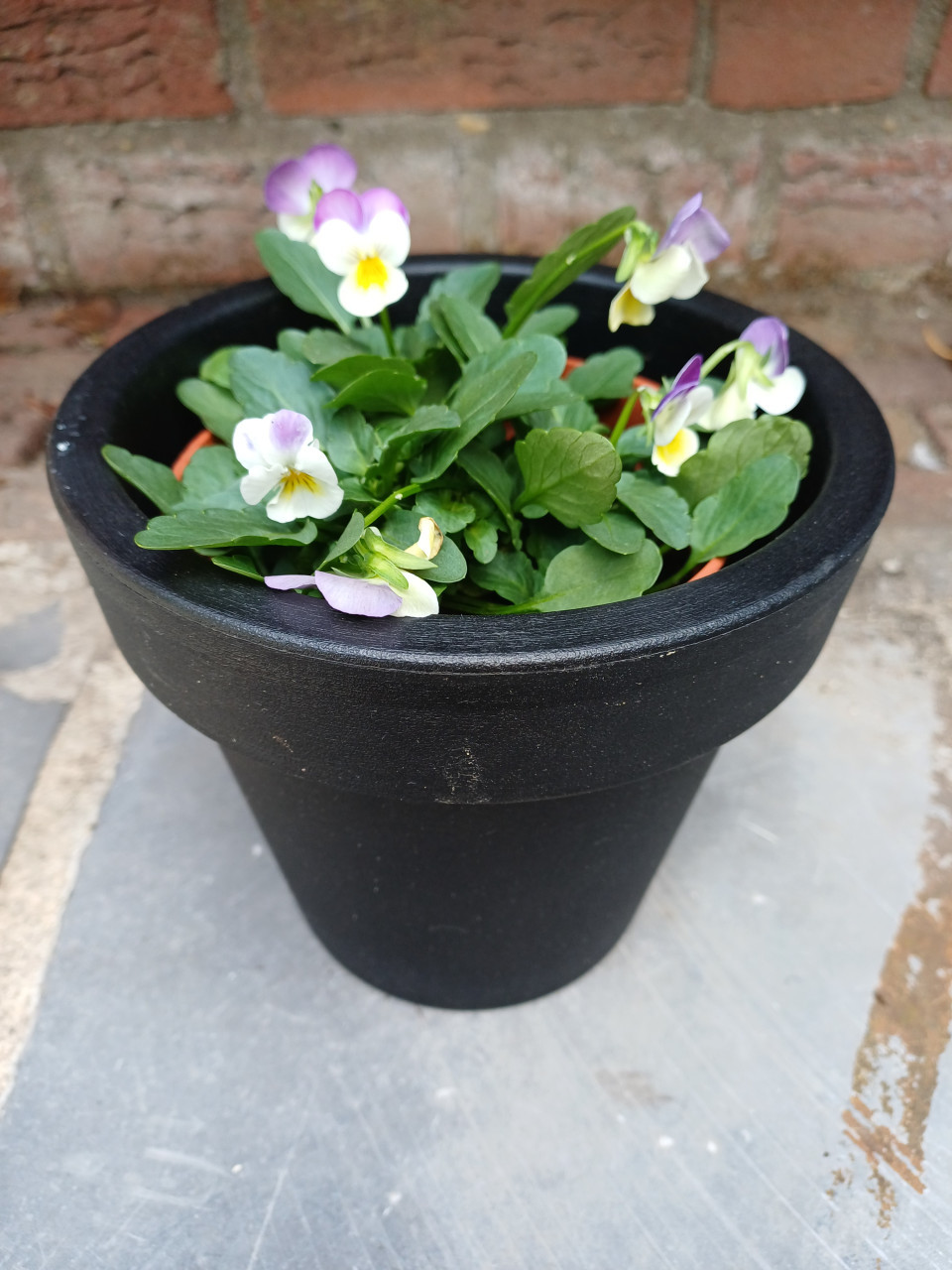 SALE: Leuke HERFST VIOLEN met BLOEMPOT zwart en groen !