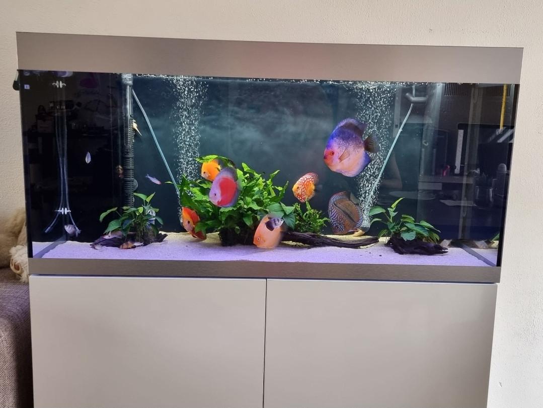 Oase Highline 300 / Discusvissen