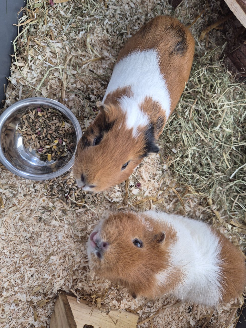 Cavia's