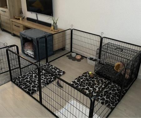Puppyren