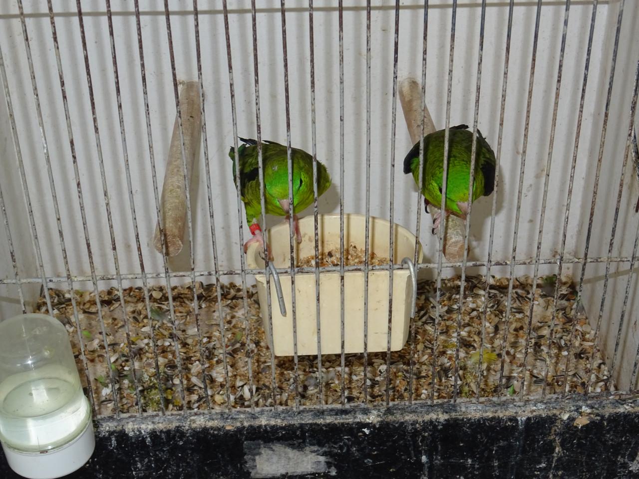 Te koop nog een Katharinaparkiet groen broedrijp